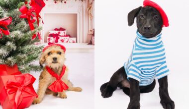 Fur Friday: Humane Society of North Texas pets are ready to brighten your holiday season