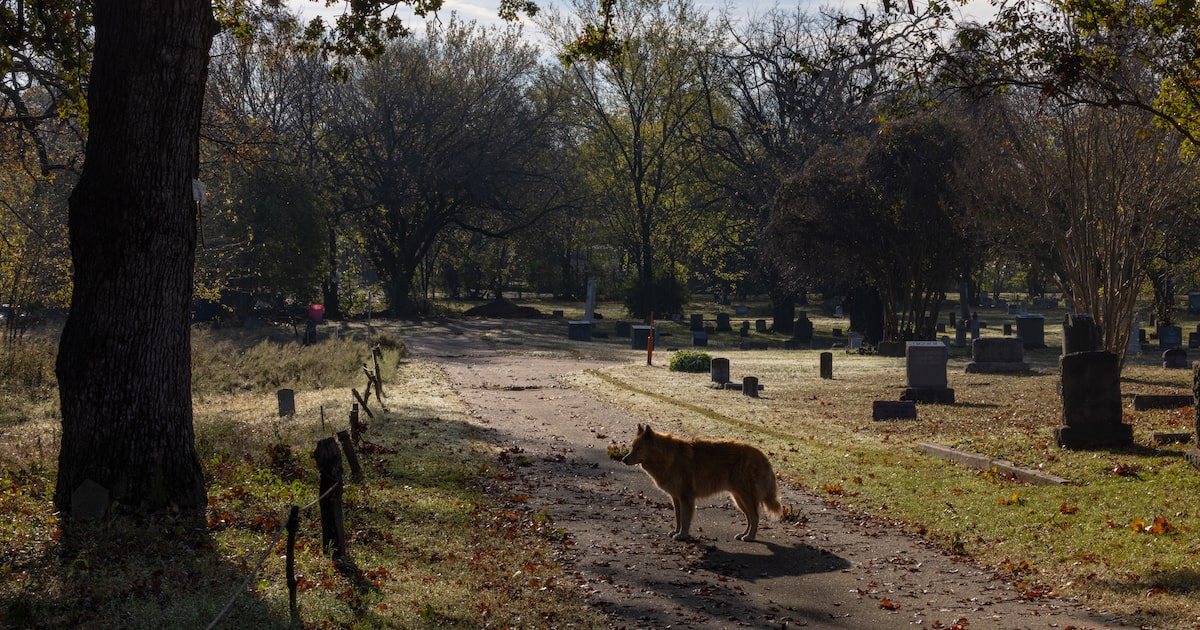 How Dallas’ Oakland Cemetery is turning into a natural refuge