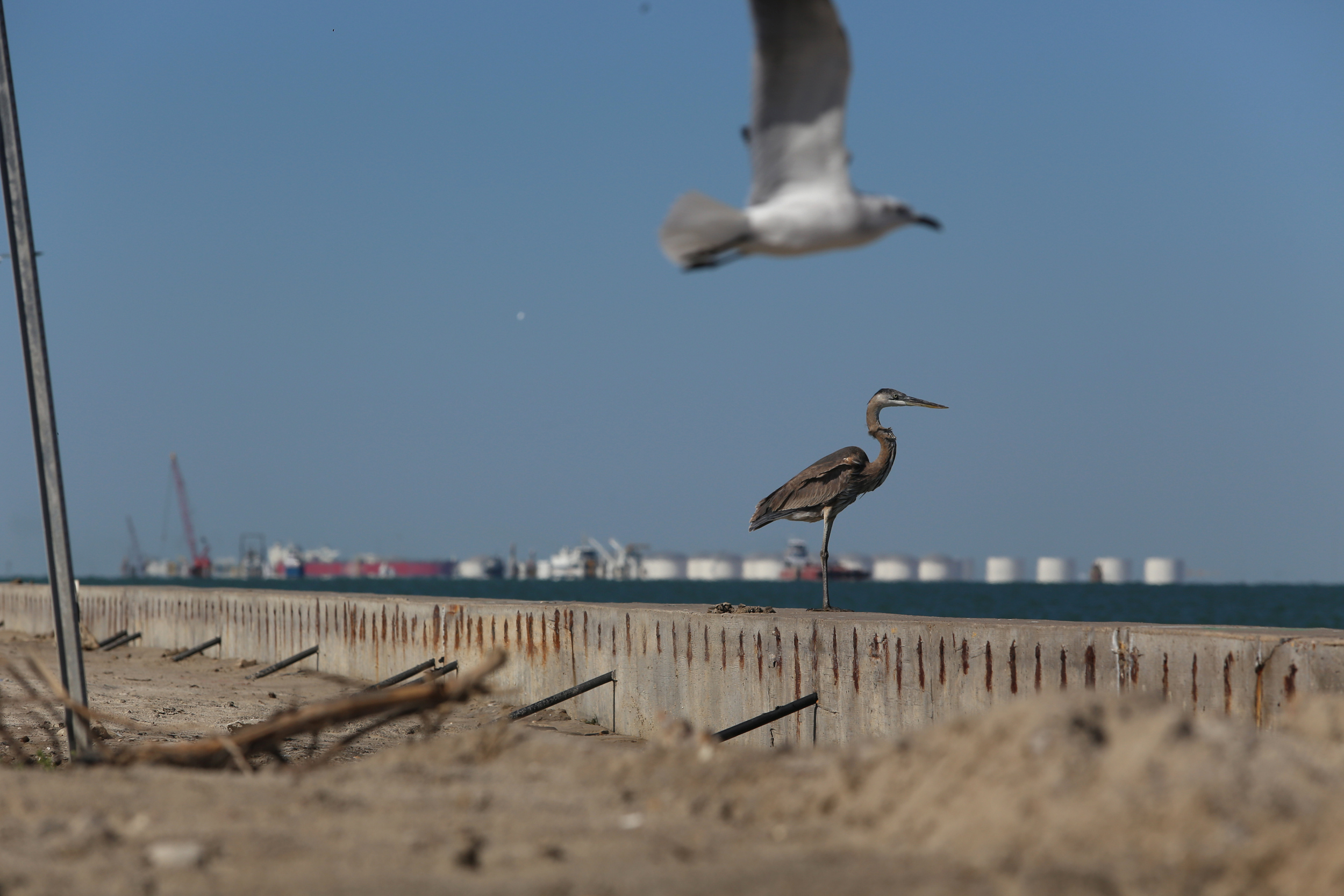 A crude oil export terminal looms behind a great blue heron on Corpus Christi Bay. Credit: Dylan Baddour/Inside Climate News