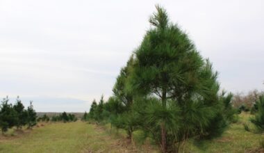 Where do San Antonio's Christmas trees come from?
