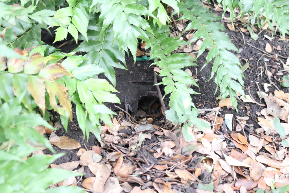Hermann Square Park Rat Hole