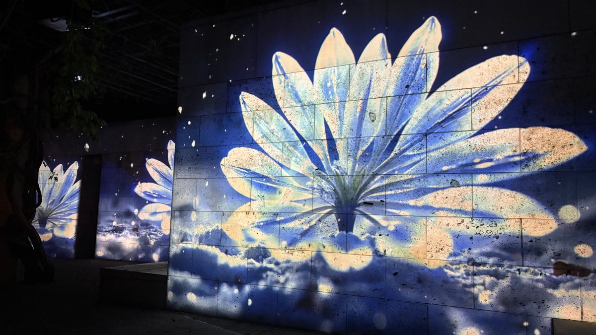 Dallas Arboretum adds immersive light installation for holidays – NBC 5 Dallas-Fort Worth