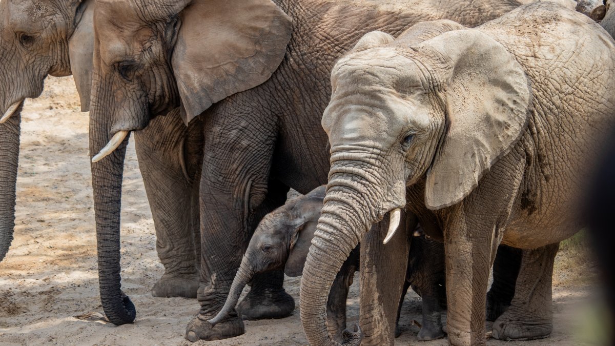 Dallas Zoo introduces affordable program for SNAP, WIC families – NBC 5 Dallas-Fort Worth