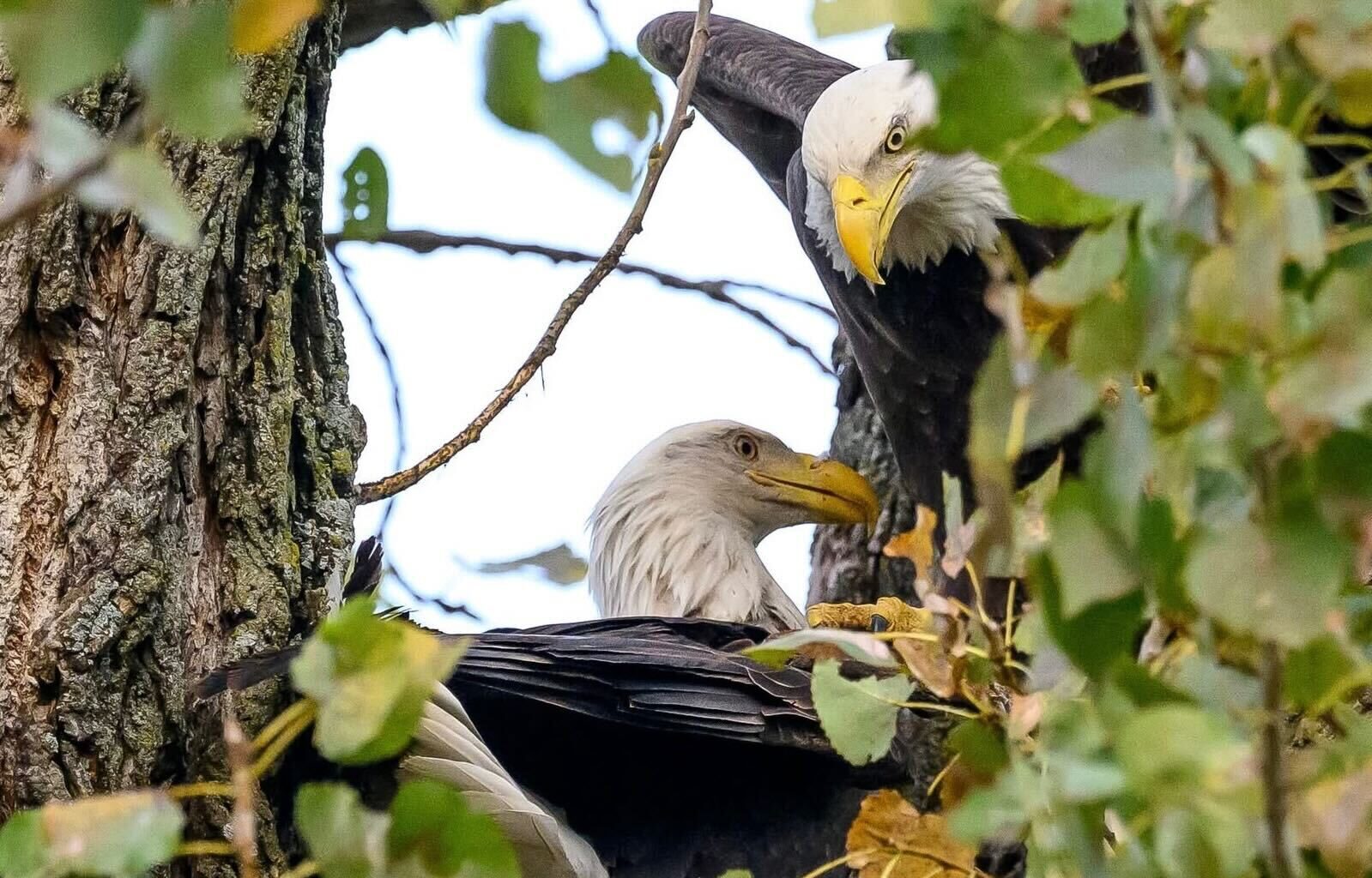 Nick and Nora may have a new nest