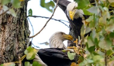 Nick and Nora may have a new nest