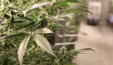 Marijuana plant growing inside a cultivation facility in Austin. (Spectrum News 1/Andres Rendon)