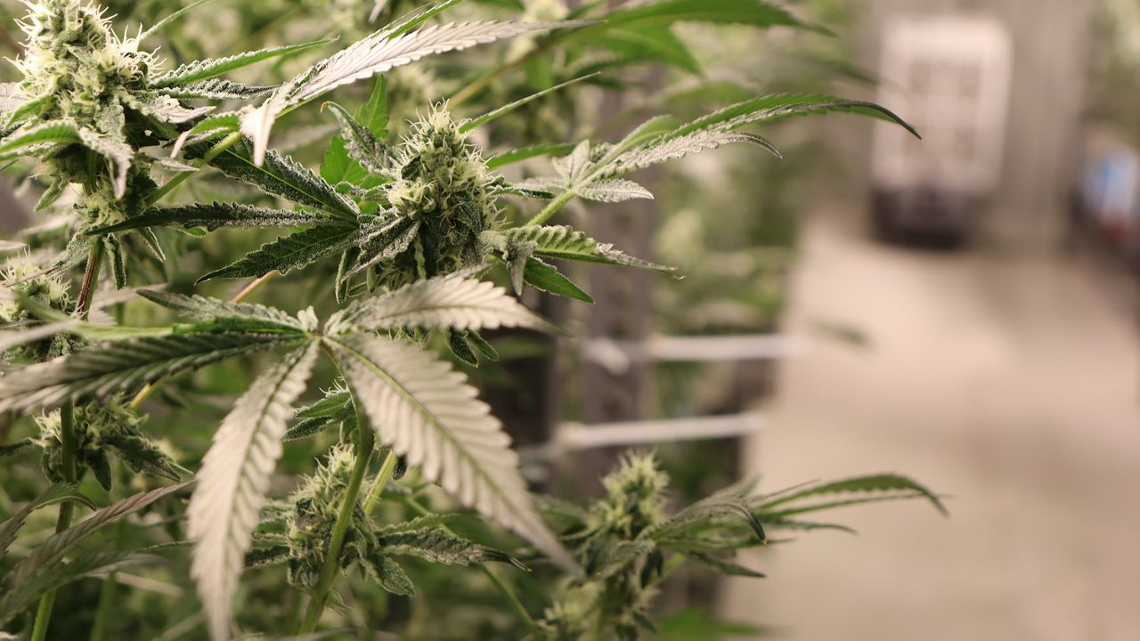 Marijuana plant growing inside a cultivation facility in Austin. (Spectrum News 1/Andres Rendon)