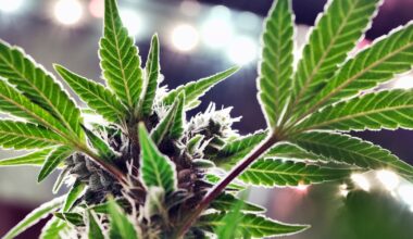 Texas lawmakers were right to be cautious about medical marijuana