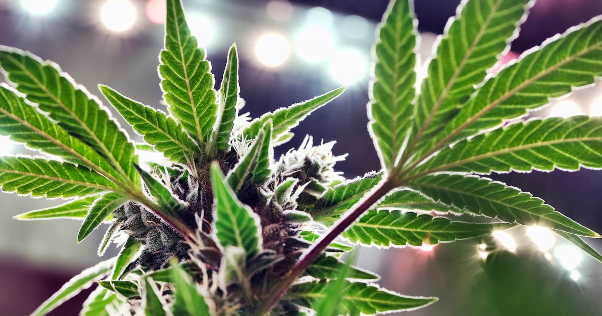 Texas lawmakers were right to be cautious about medical marijuana