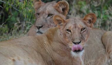 Saving Lions: The Pride of Kenya