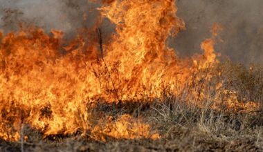 Forest Service warns of increased wildfire risk