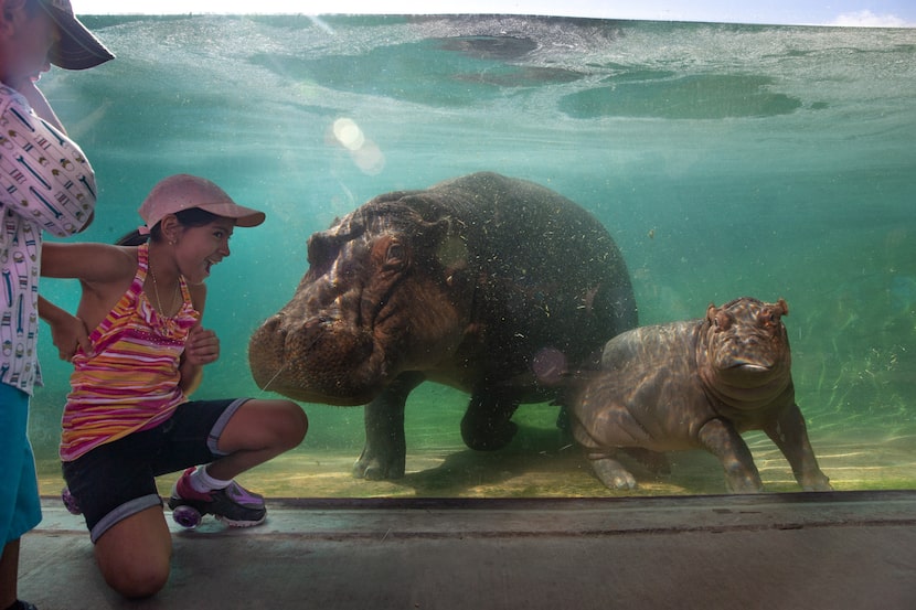 Dylan Gutierrez, 4 (left), and Melanie Gutierrez, 10, greet hippo Boipelo and her baby...