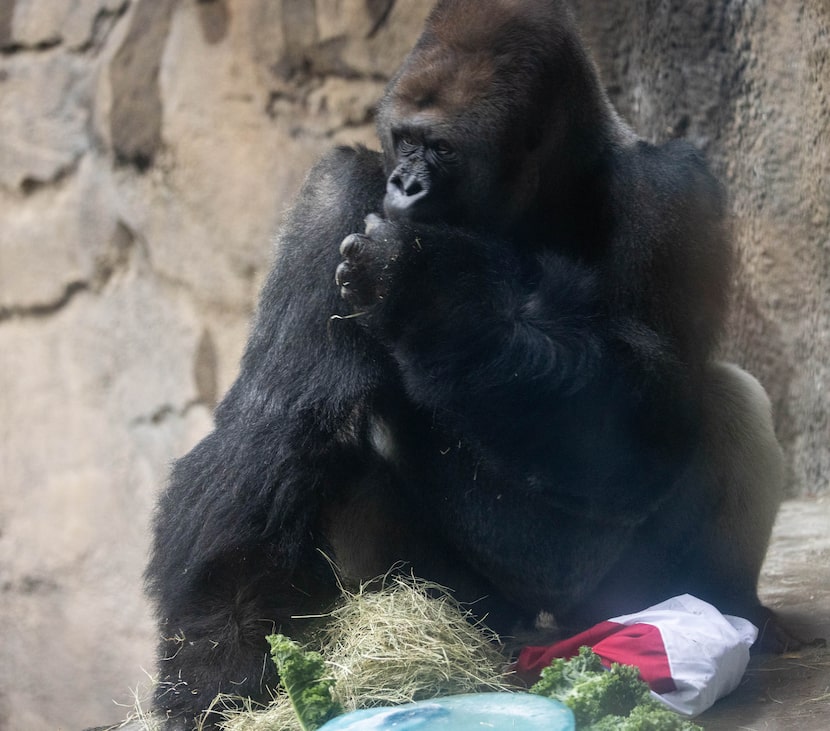 Juba eats a snack at the Dallas Zoo in Dallas as the zoo throws a going away party for them...