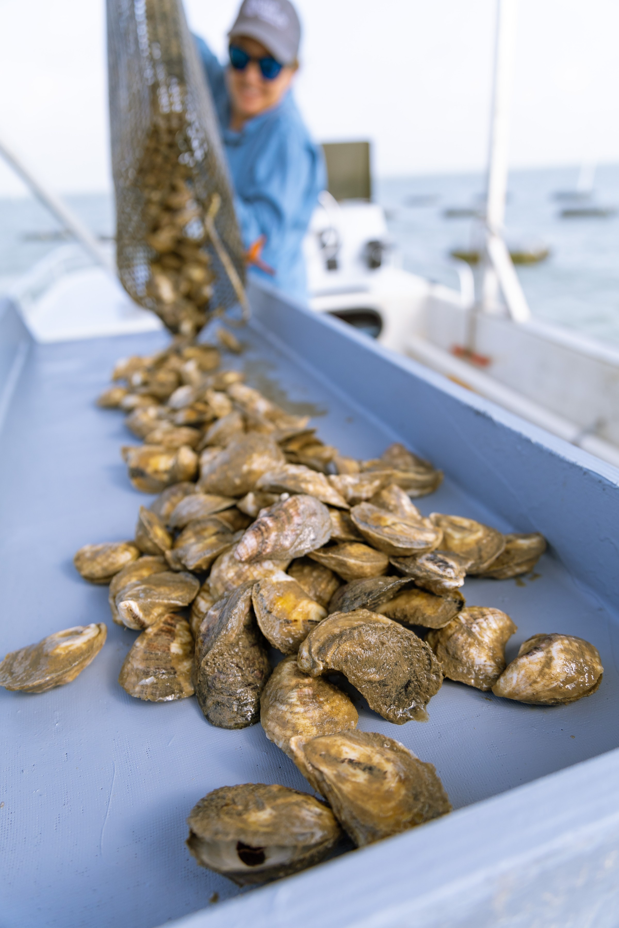 Dozens of farmed oysters being poured in a tray.