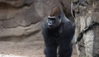 Dallas Zoo says goodbye to bachelor gorilla troop: ‘So Long, Partners’