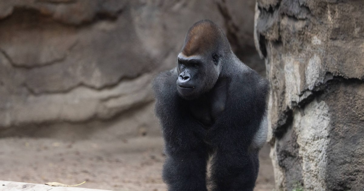 Dallas Zoo says goodbye to bachelor gorilla troop: ‘So Long, Partners’
