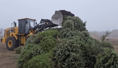 Here’s how to recycle Christmas trees, lights in San Antonio