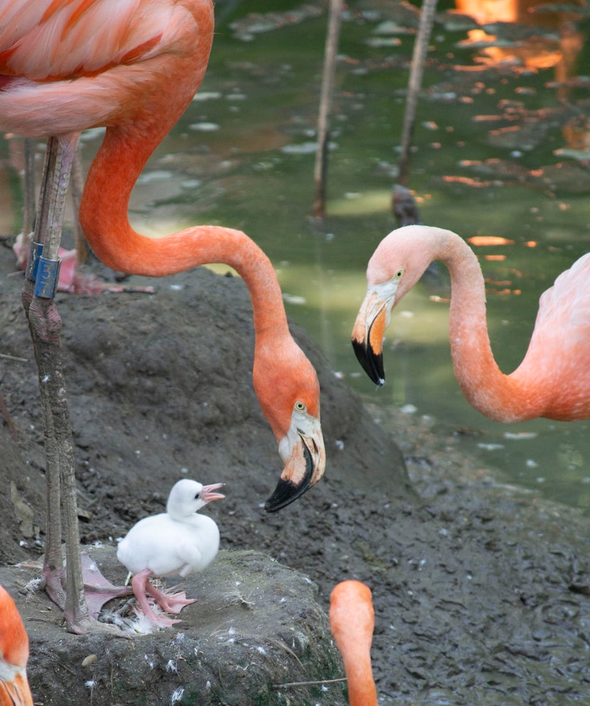 Caribbean flamingos with a chick at the Dallas Zoo.