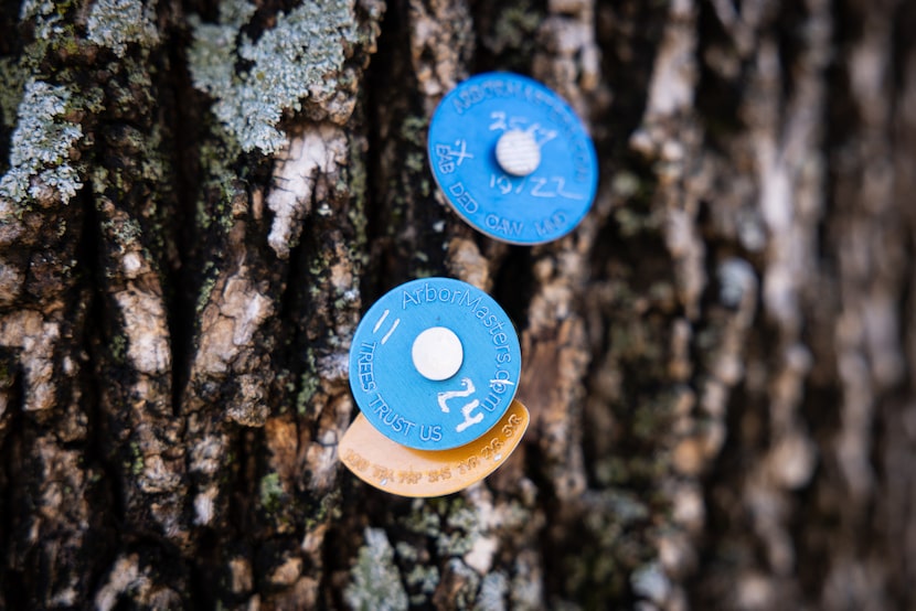 Tags on an ash tree indicate that it has received two biennial treatments for emerald ash...