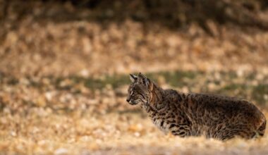 A little bit of Texas frightens me
