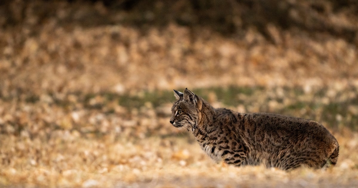 A little bit of Texas frightens me
