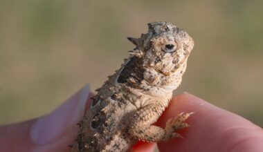 Is the grumpy-faced Texas horned lizard adorable enough to survive?