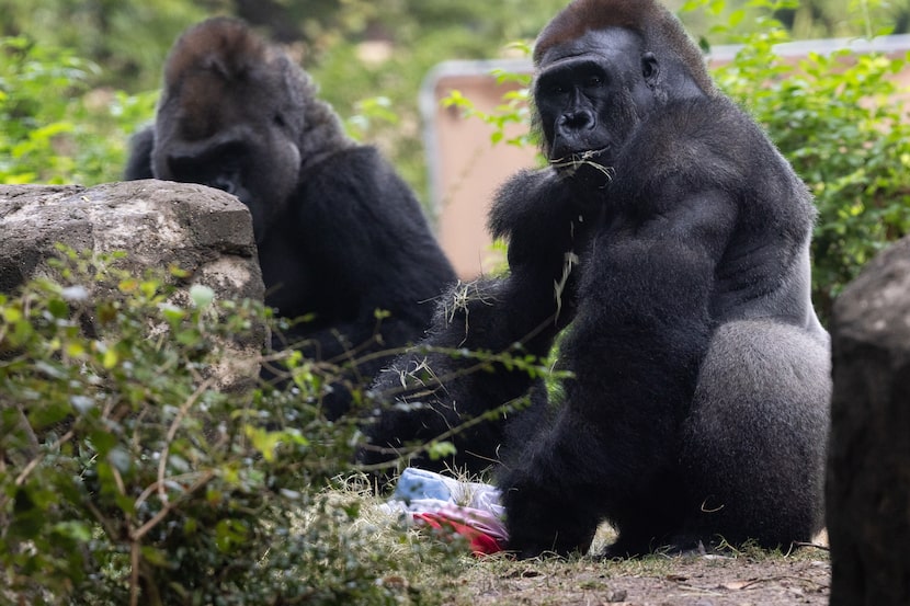 B'wenzi watches as Zola eats a snack at the Dallas Zoo in Dallas as the zoo throws a going...