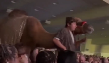 Woman kicked by camel and hurt during Christmas performance at Houston-area church
