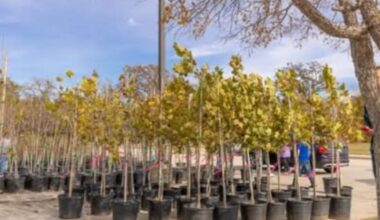 Texas native tree giveaway in College Station