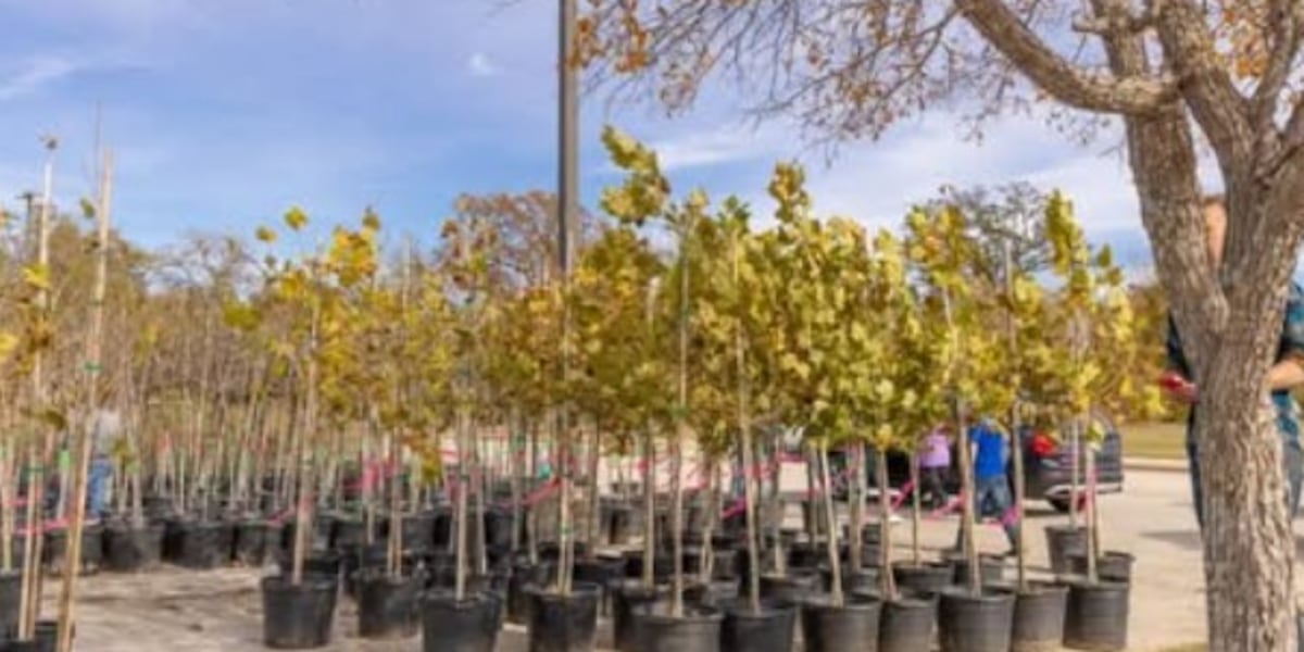 Texas native tree giveaway in College Station