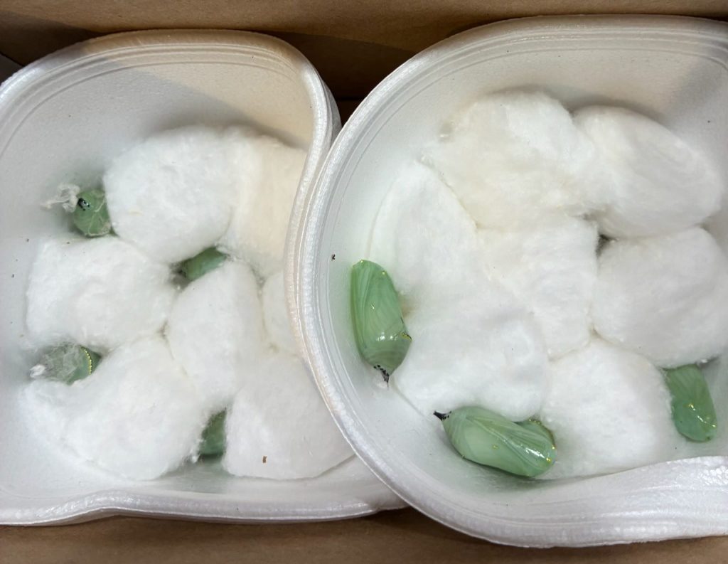 Late-blooming monarchs get express trip to Mexico