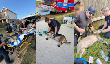 2 trapped dogs rescued from house fire, revived by Sheldon firefighters