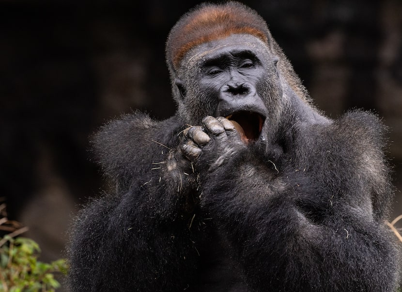 Zola bites into a snack at the Dallas Zoo in Dallas as the zoo throws a going away party for...