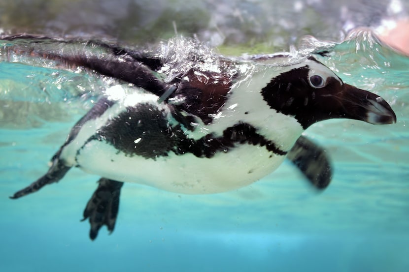 An African penguin swimming in its habitat at the Dallas Zoo.