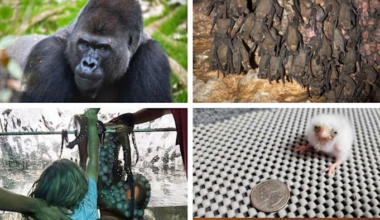 These animals made headlines in 2025