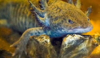 From penguin tears to iron teeth, D-FW zoo animals show off surprising feats