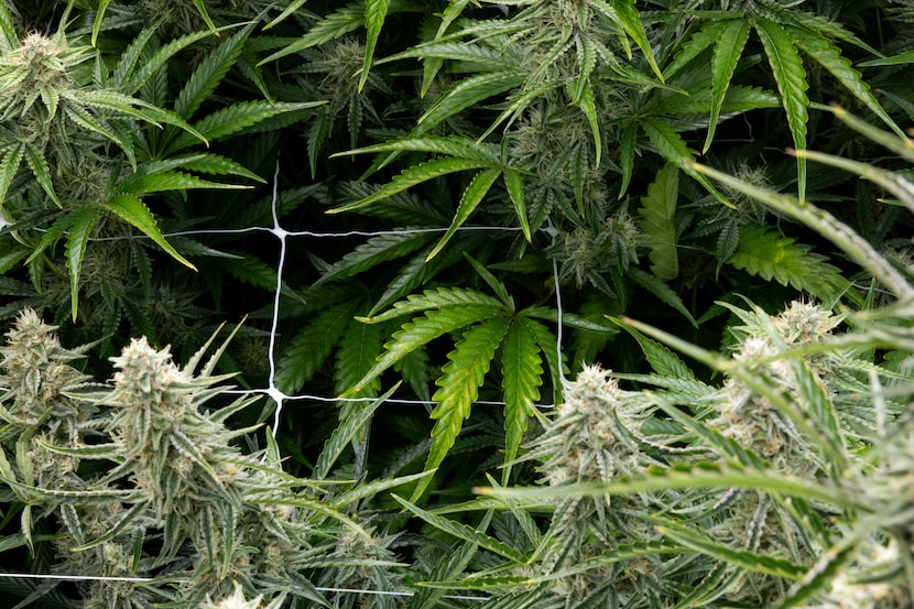 Marijuana plants grow at the new Texas Original production facility in Bastrop, Texas, on...