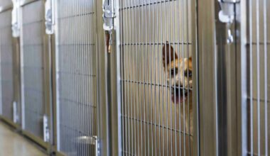 Support Texas animal shelters, organizations with new Animal-Friendly license plate design