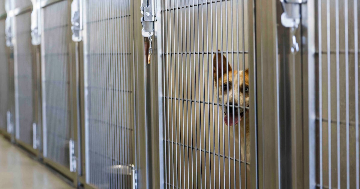 Support Texas animal shelters, organizations with new Animal-Friendly license plate design