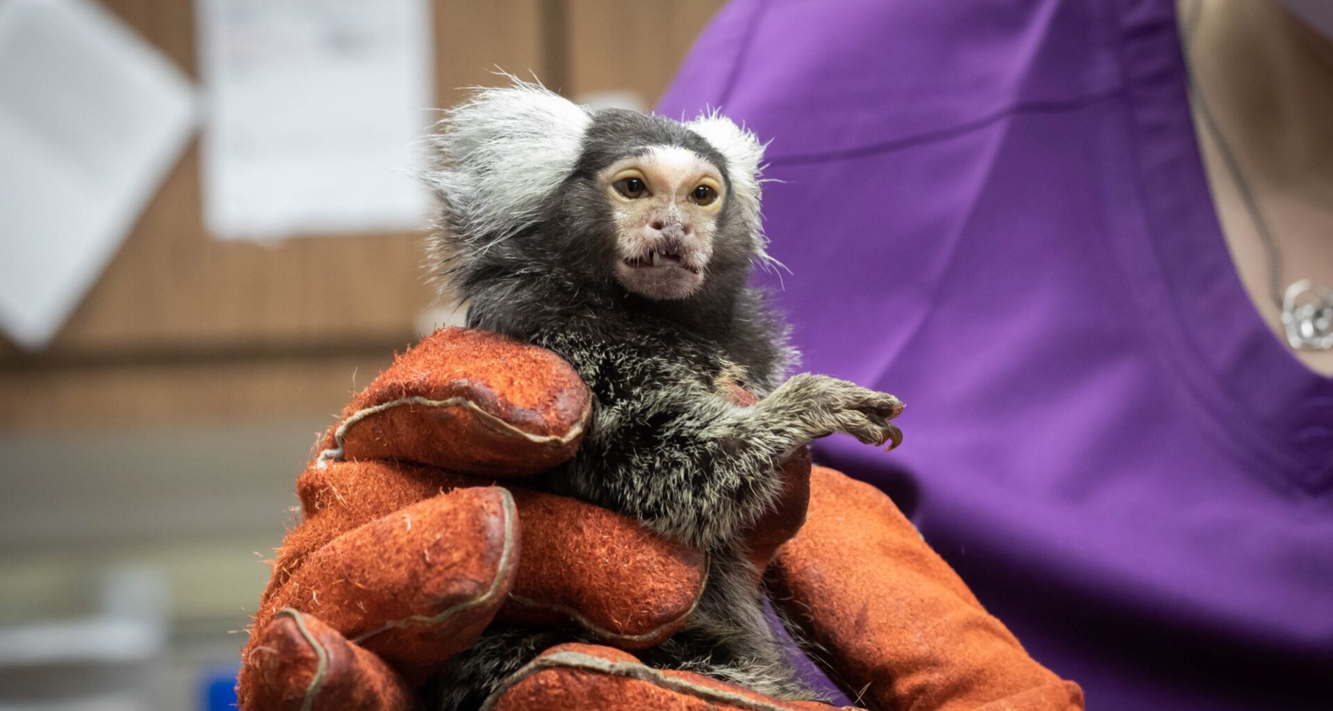 How San Antonio's marmosets contribute to longevity research