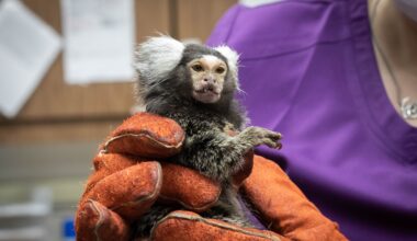 How San Antonio's marmosets contribute to longevity research