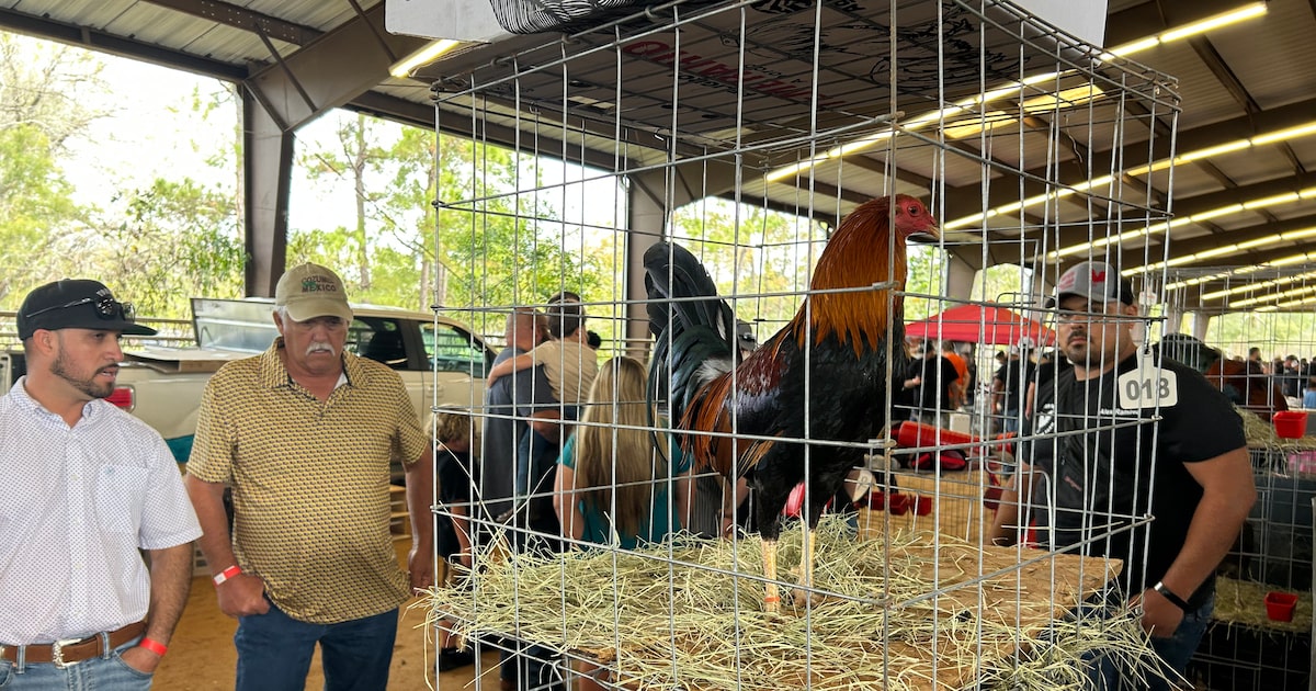 Breeding for cockfighting or show? Inside a Texas game fowl festival dancing that line