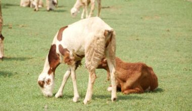 Texas Agriculture issues urgent alert as invasive pest detected in multiple counties, including Houston area