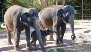 At Fort Worth Zoo, scientists gather to fight deadly elephant herpesvirus