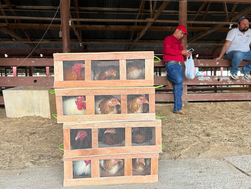 Boxes of roosters await their handlers at El Gallo Show Worldwide in Cleveland, Texas, on...
