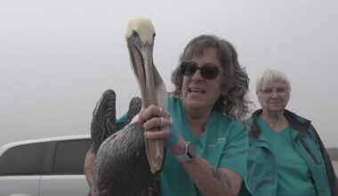 Weeks after hailstorm, more rescued pelicans take flight again
