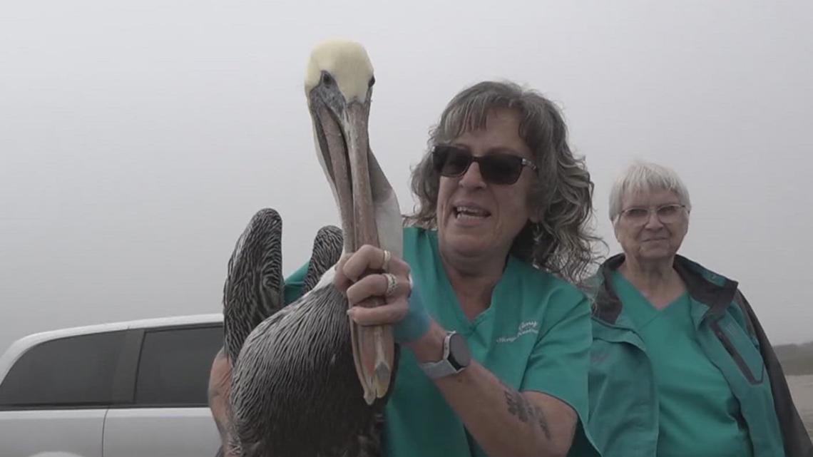 Weeks after hailstorm, more rescued pelicans take flight again