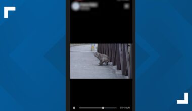 Injured bobcat in North Texas park sparks outrage over use of leg-hold traps