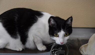 Dallas Has a Problem With Stray Cats and Their Owners