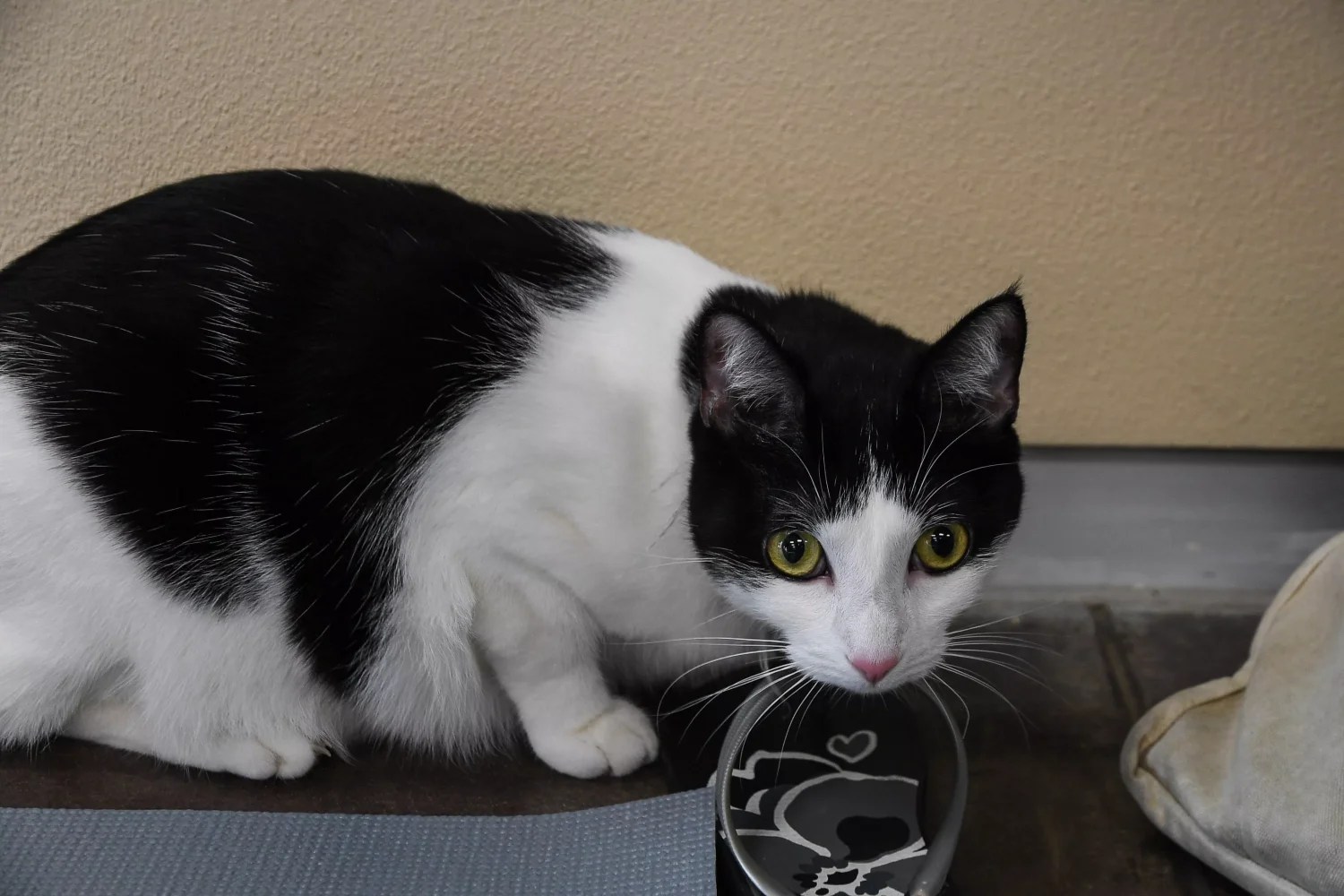 Dallas Has a Problem With Stray Cats and Their Owners